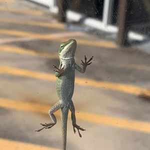 Meet your Posher, Ahmed